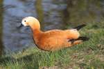 Rostgans (Tadorna ferruginea) im Tierpark Berlin.