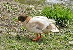 Kolbenente im Schlopark Gracht in Erftstadt-Liblar - 23.04.2019