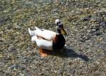 Landente am Chiemsee - 27.04.2012