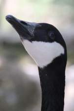 Kanadagans (Branta canadensis) bei Fotoshooting.