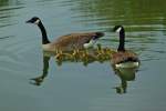 Kanadagnse mit ihrem Nachwuchs am 03.05.2012 auf einem Teich hinter dem Aachener Klinikum.