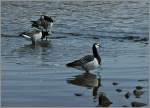 Wildgnse am Ufer bei Helsinki.