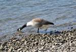 Kanadagans (Branta canadensis) am Rheinufer in Bonn-Beuel - 04.03.2013