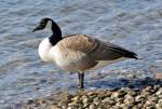 Kanadagans (Branta canadensis) am Rheinufer in Bonn-Beuel - 04.03.2013