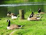 KANADA-GNSE-SIPPE AN DER SIEG-  am 19.6.2016 beobachtet diese Kanada-Gnsesippe am Siegufer in DATTENFELD  an der Anlegestelle fr die Tretboote das Geschehen auf dem Wasser-  ob der weie