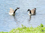 Zwei Kanadagnse auf dem mminger See