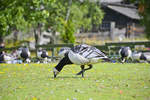 Weiwangengans (Branta leucopsis) im Freilichtmuseum Skansen in Stockholm.