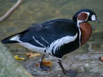 Eine Rothalsgans im Zoo Wuppertal.