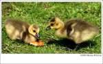 Kken der Kanadagans Kanadagans (Branta canadensis) - Fotografiert im Kaisergarten Oberhausen