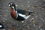 Rothalsgans (Branta ruficollis), eine Meergans, die in der europischen Arktis brtet, am 7.12.2009 im Zoo Dresden.