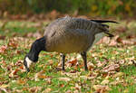 Kanadagans im Freizeitpark Rheinbach - 25.10.2024