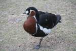 Rothalsgans (Branta ruficollis) am 13.12.2009 im Tierpark Berlin.