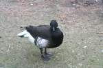 Schwarzbuchige oder Pazifische Ringelgans (Branta bernicla nigricans) am 13.12.2009 im Tierpark Berlin.