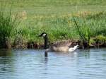 Kanadagans (Branta canadensis) auf der Dove Elbe; 17.09.2009  