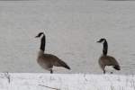 Zwei Kanadagnse (Branta canadensis) auf frnzsichem Gebiet.