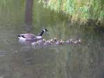 Mama oder Papa Kanadagans (Branta canadensis) unternimmt mit ihren/seinen neun Kken eine kleine Wasserwanderung; Rantzau bei Barmstedt (Kreis Pinneberg), 10.05.2010  