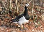Weiwangengans oder Nonnegans (Branta leucopsis) am 11.3.2010 im Zoo Berlin.
