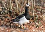 Weiwangengans oder Nonnegans (Branta leucopsis) am 11.3.2010 im Zoo Berlin.