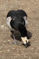 Weiwangengans auch Nonnengans (Branta leucopsis) am 18.3.2010 in der Orangerie in Strasbourg.