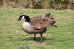 Schimpfende Kanadagans (Branta canadensis) am 14.4.2010 im Vogelpark Dielheim-Balzfeld.