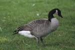 Todds Kanadagans (Branta canadensis interior) als Gast im Zoo Toronto, 13.9.2010.