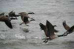 Ein Schwarm Todds Kanadagnse (Branta canadensis interior) beim Starten aus dem Niagara River.