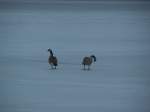 Zwei Kanadische Graugnse (Branta canadensis) im April 2006 auf dem Fishhook Lake in Park Rapids (Minnessota).