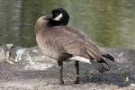 Dunkle Kanadagans (Branta canadensis occidentalis) im Tierpark Berlin.