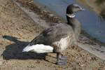 Pazifische Ringelgans (Branta bernicla nigricans) im Tierpark Berlin.