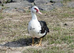 Warzenente am Rheinufer in Wesseling - 06.04.2019