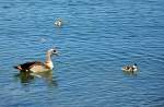 Nilgans mit Jungtieren auf dem Zlpicher See - 29.05.2011