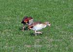 Nilgnse auf einer Wiese bei Erftstadt - 06.02.2012