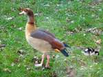 Deutschland, Saarbrcken, Nilgans samt Nachwuchs.