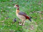 Deutschland, Saarbrcken, Nilgans samt Nachwuchs.