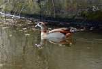 Nilgans im Wassergraben der Wasserburg Redinghoven (Erftstadt-Friesheim) - 19.03.2014