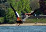 Nilgans beim Start vom Rheinufer bei Oberwinter - 12.04.2014