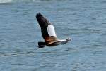 Nilgans im Tiefflug ber dem Rhein bei Oberwinter - 12.04.2014