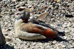 Nilgans sonnt sich am Rheinufer in Niederdollendorf - 03.05.2014