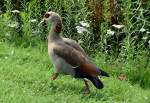 Nilgans im Schlogarten von Brhl - 26.07.2014