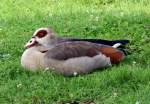 Nilgans relaxt auf einer Wiese in Brhl - 26.07.2014