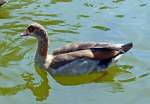 Nilgans im Freizeitpark Rheinbach - 31.07.2015