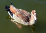 Nilgans im Freizeitpark Rheinbach - 31.07.2015