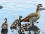 Eine Nilgans mit ihrem Nachwuchs auf dem mminger See