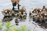 Nilganskcken auf dem mminger See