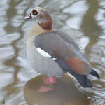 Eine Nilgans im Zoo Dortmund.