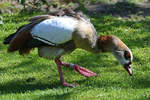 Eine Nilgans (?) im Zoo Berlin.