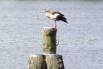 Nilgans auf ein Dalben in Steinwehr am Nord-Ostsee-Kanal -21.06.2017