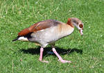 Nilgans im Freizeitpark Rheinbach - 10.09.2020