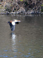 Eine Nilgans ist im Tiefflug ber der Ruhr unterwegs.