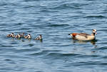 Nilgans mit Kken auf dem Zlpicher See - 21.04.2021